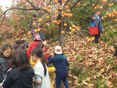 (2014.11.08)부산 신평초 농촌일손돕기